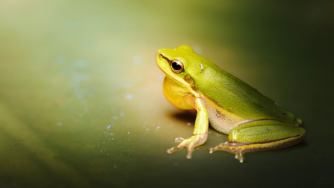 Eastern Dwarf Tree Frog
